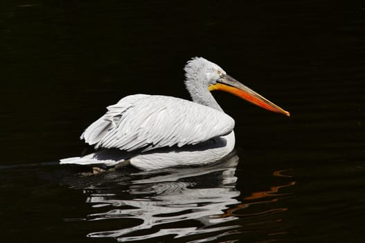 Shot of the Dalmatian pelican on the water