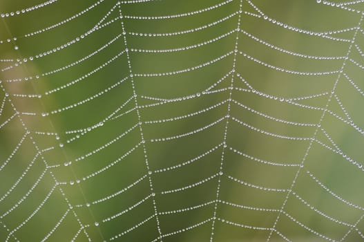Close-up of the dewy spider´s web
