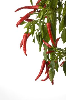 red hot chili peppers on a tree