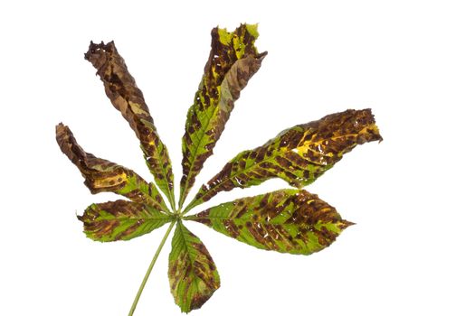 chestnut leaf detail on white background