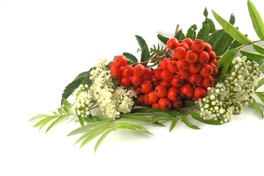 Ripening European Rowan berries