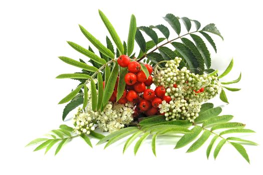 Ripening European Rowan berries