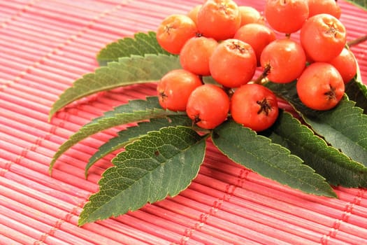 Ripening European Rowan berries