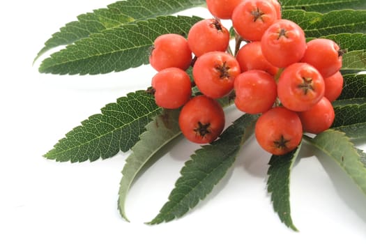 Ripening European Rowan berries