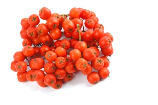 Ripening European Rowan berries