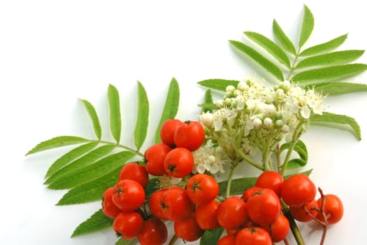 Ripening European Rowan berries