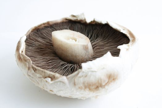 A big flat mushroom on a white surface