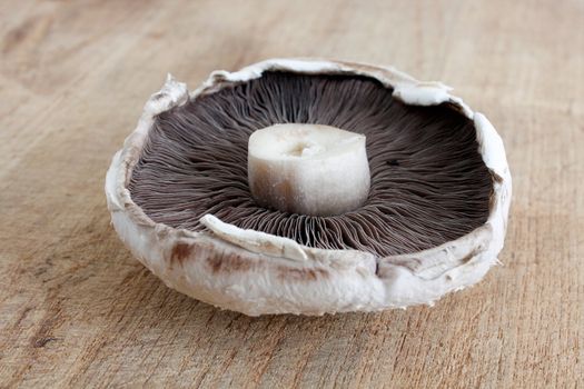 A big flat mushroom on a wooden surface