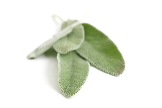 Sage on an isolated background