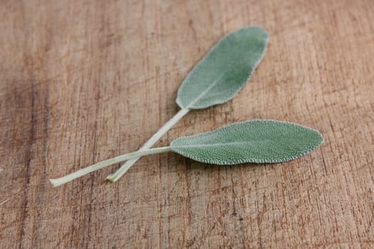 Sage on a wooden background