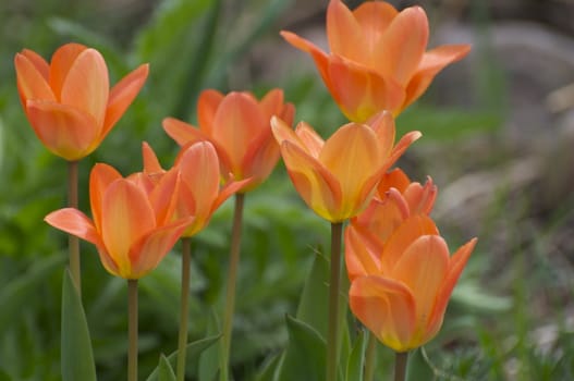 A group of lovely orange tulips shine in the colorado sunlight.