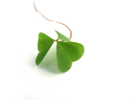 fresh, green clover isolated on white background