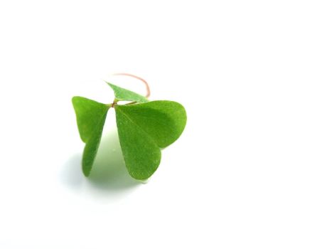 fresh, green clover isolated on white background