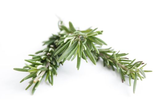 Fragrant rosemary herbs isolated on white