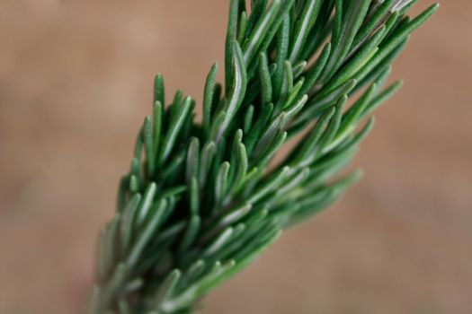 Fragrant rosemary herbs isolated on white