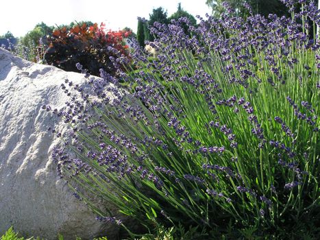 cluster of lavender in a botanical garden