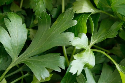 Closeup of lots of tasty parsley