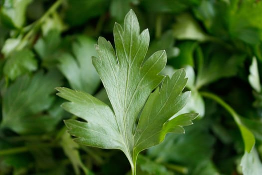 Closeup of lots of tasty parsley