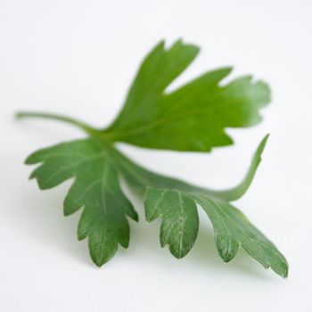 Parsley isolated on a white bg