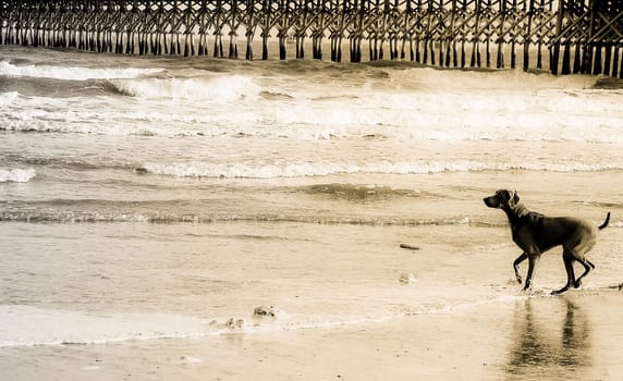 Dog on Beach Right