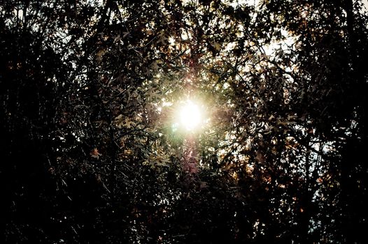 Sun peeks through the trees