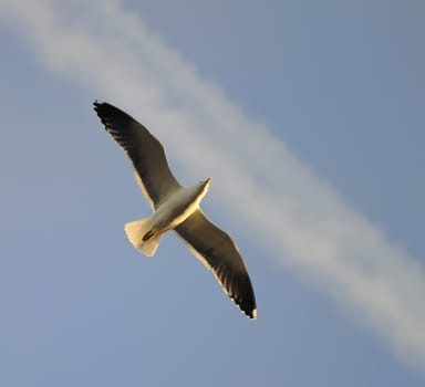 Lesser Black-backed gull soaring in blue sky