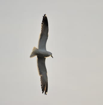 Lesser Black-backed gull soaring in blue sky