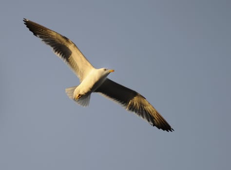 Lesser Black-backed gull soaring in blue sky