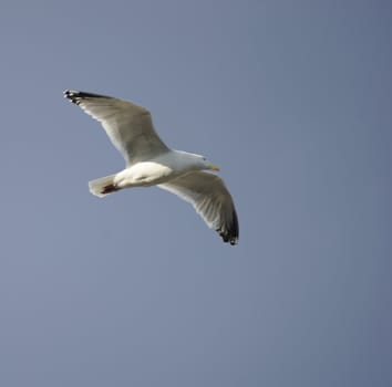 Lesser Black-backed gull soaring in blue sky