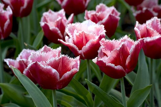 big box of colored beautiful tulip