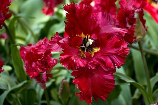 big box of colored beautiful tulip