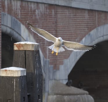 Lesser Black-backed gull landing on a post close to a bridge on Amstel River, Amsterdam, Netherlands