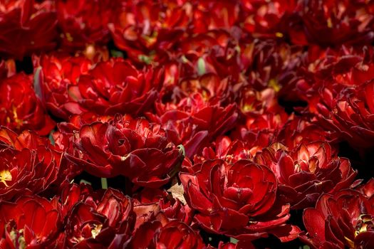 Red tulip field
big box of colored beautiful tulip
