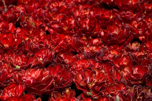 Red tulip field
big box of colored beautiful tulip
