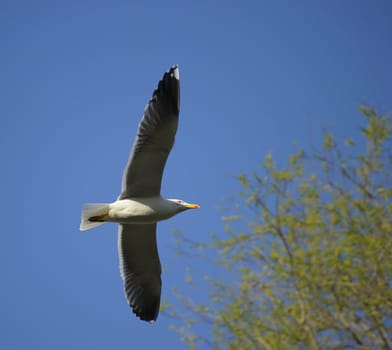 Lesser Black-backed gull soaring towards small green forest