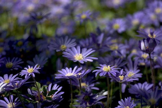 blue, flower, beautiful, pretty, nature