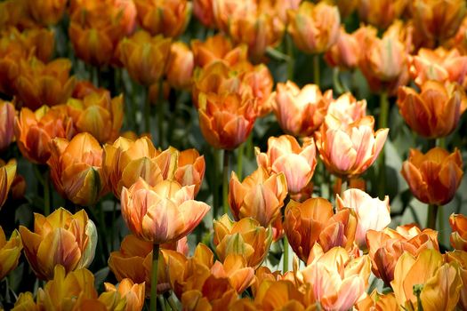 Red tulip field
big box of colored beautiful tulip
