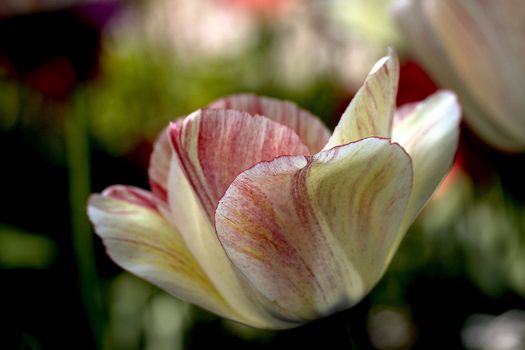  tulip field
big box of colored beautiful tulip
