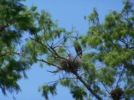 This female Blue Heron gaurds her nest and her young constantly.