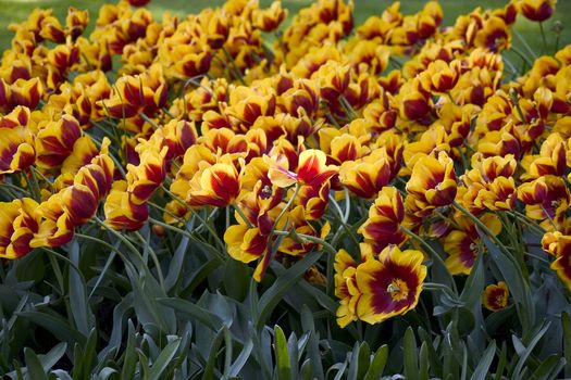 Red tulip field
big box of colored beautiful tulip
