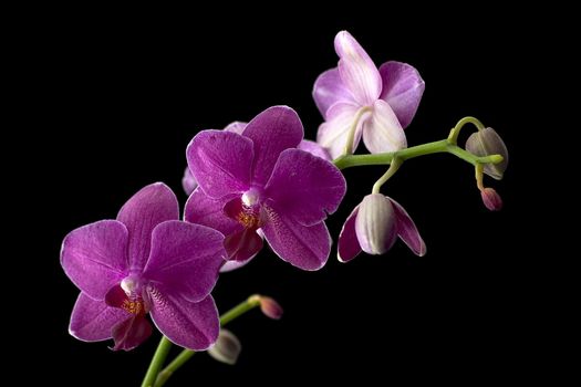 A sprig of pink orchids against a black background