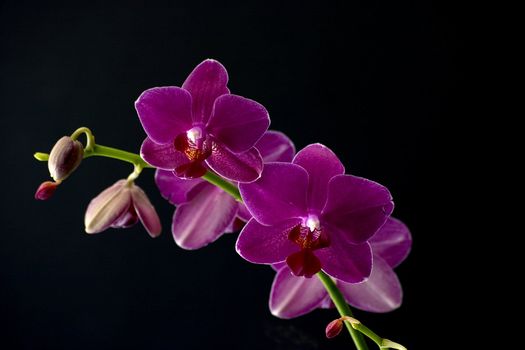 A sprig of pink orchids against a black background
