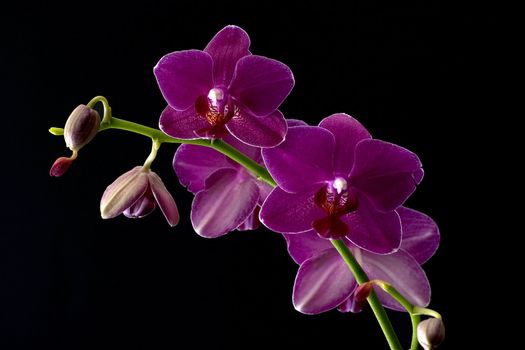 A sprig of pink orchids against a black background