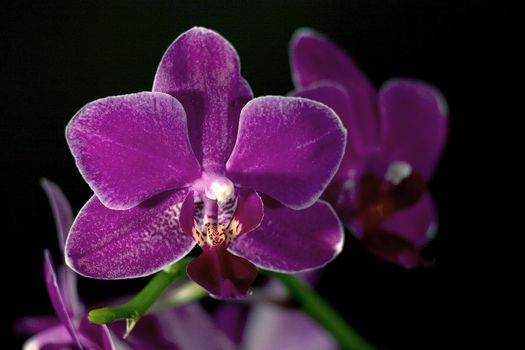 A sprig of pink orchids against a black background