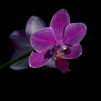 A sprig of pink orchids against a black background