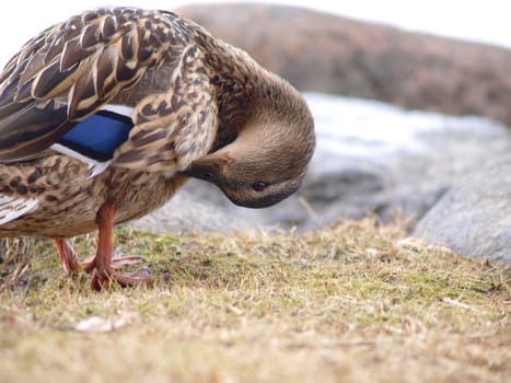 Female mallard duck cleansing on the river bank