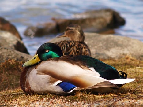 Male mallard duck, resting on the river bank