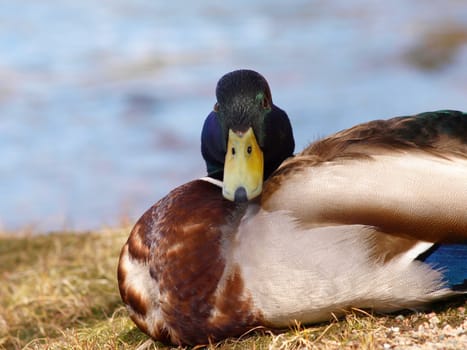 Male mallard duck, resting on the river bank