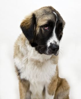 sitting dog on isolated background
