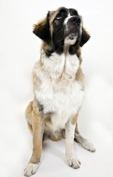 sitting dog on isolated background
